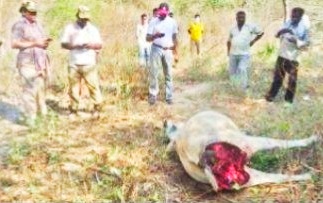 మంచిర్యాల జిల్లాలో పులి దాడిలో ఎద్దు మృతి, Tiger killed bull in mancherial