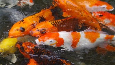గంగానదిలో భయంకరమైన చేప లభ్యం, dangerous fish found in ganga