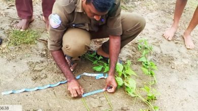 భయబ్రాంతులకు గురిచేస్తున్న పులి, Tiger roaming in Telangana