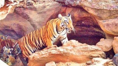 భయపెడుతున్న పులి, Tiger roaming in Kottagudem